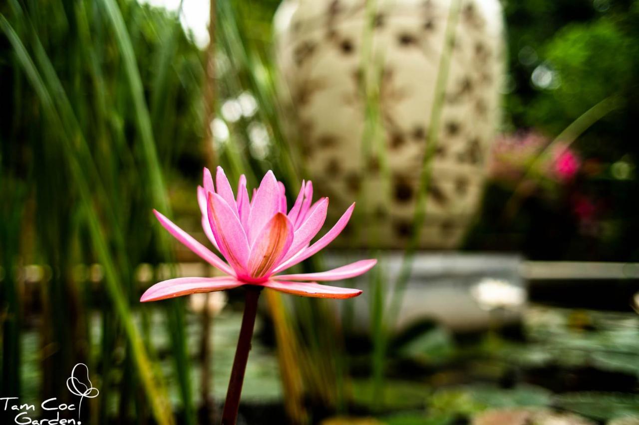Tam Coc Garden Resort Ниньбинь Экстерьер фото